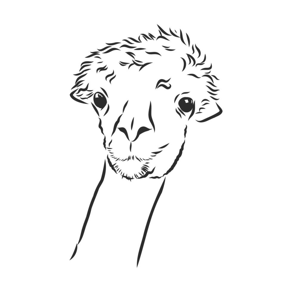 lama vector sketch