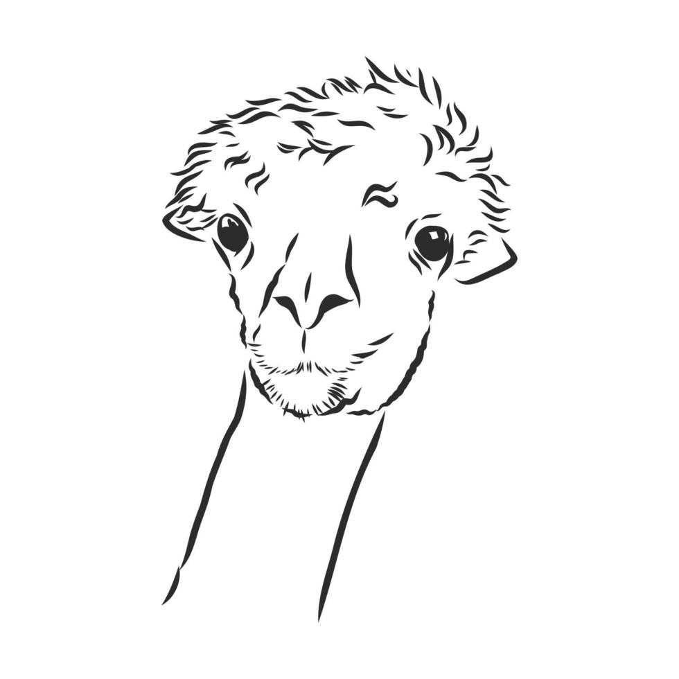 dibujo vectorial de lama vector