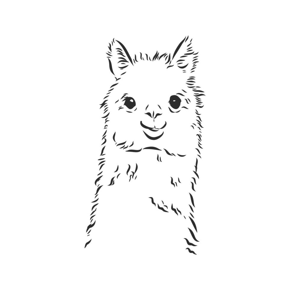 dibujo vectorial de lama vector