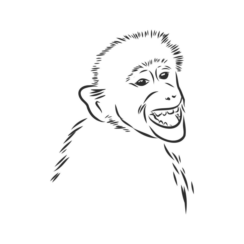 monkey macaque vector sketch