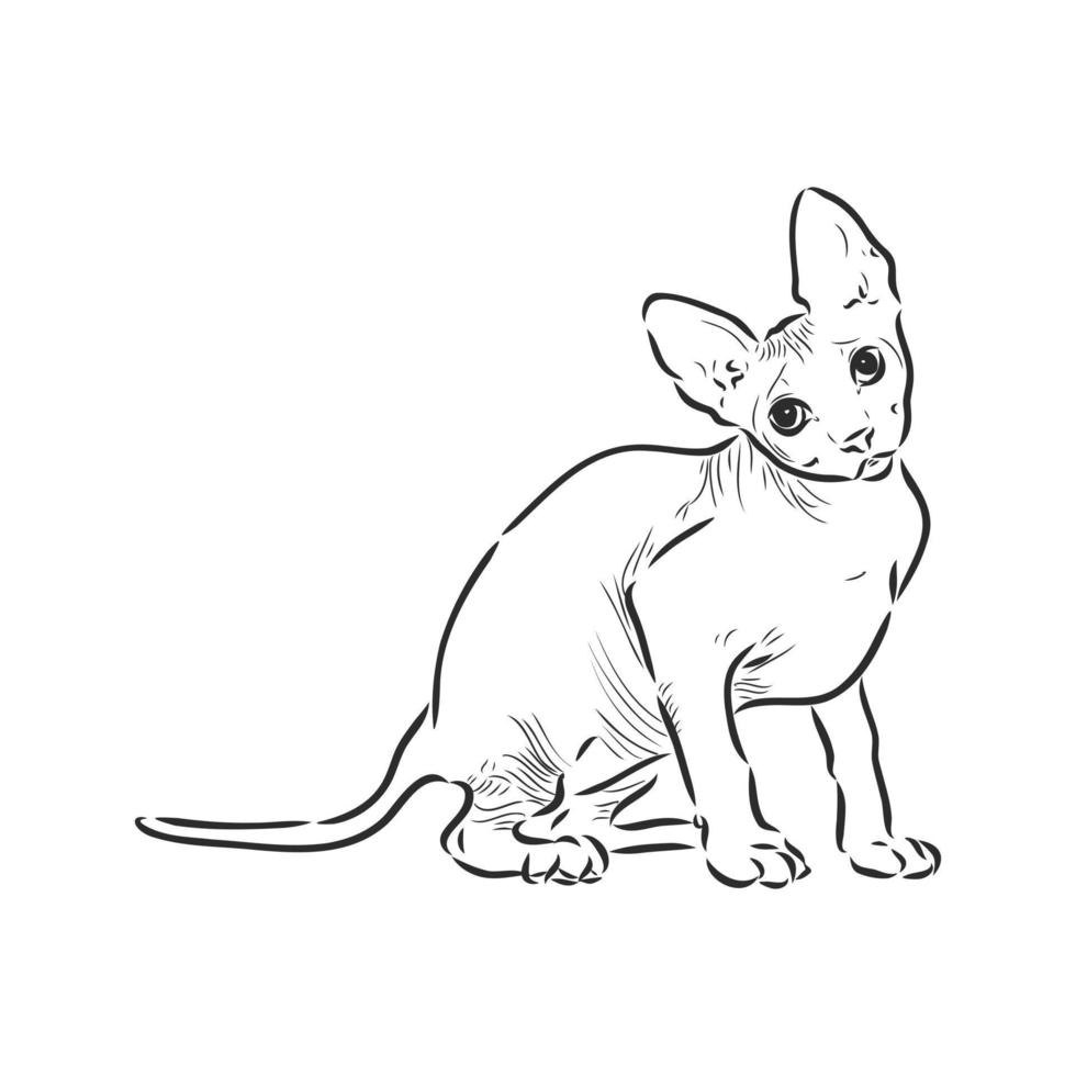sphinx cat vector sketch
