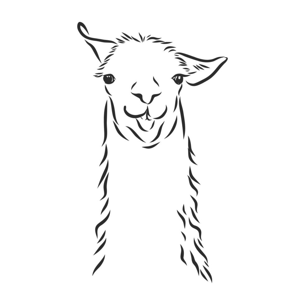 dibujo vectorial de lama vector