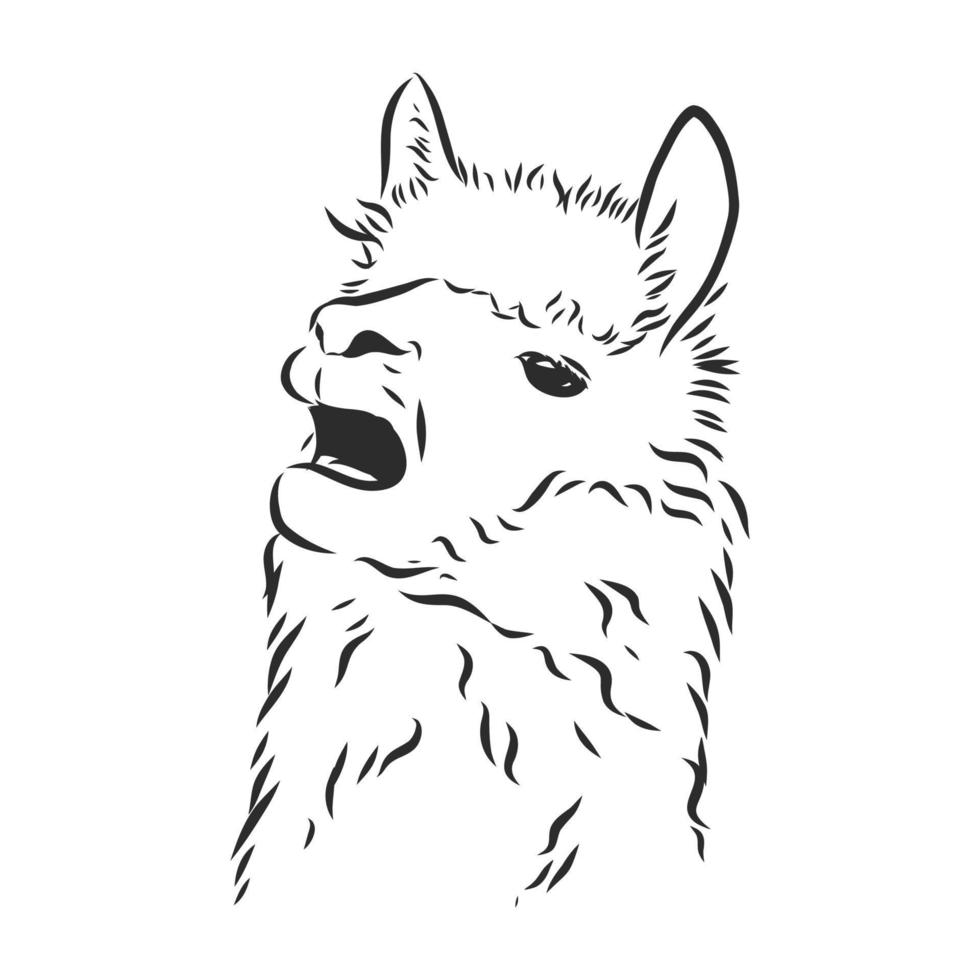 dibujo vectorial de lama vector