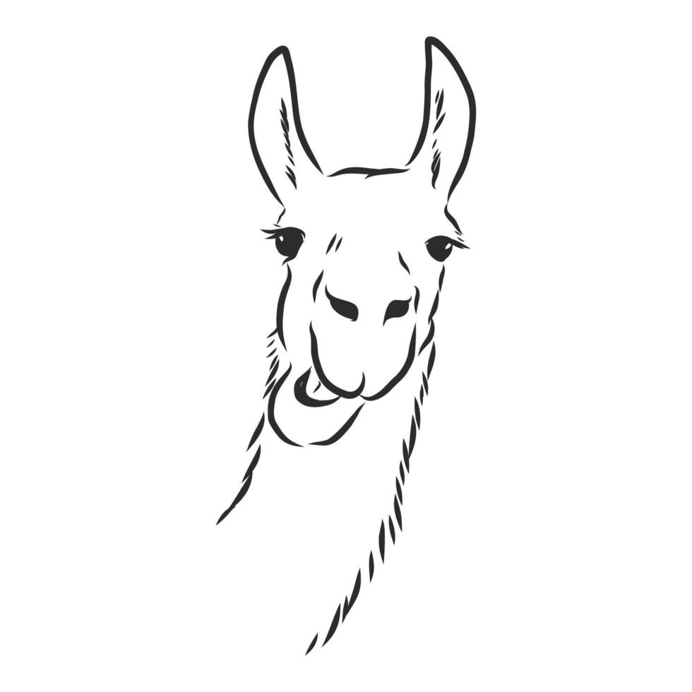 dibujo vectorial de lama vector