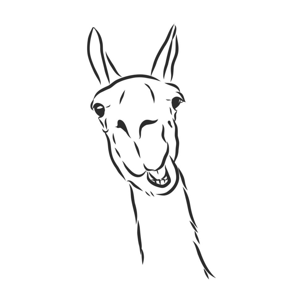 lama vector sketch