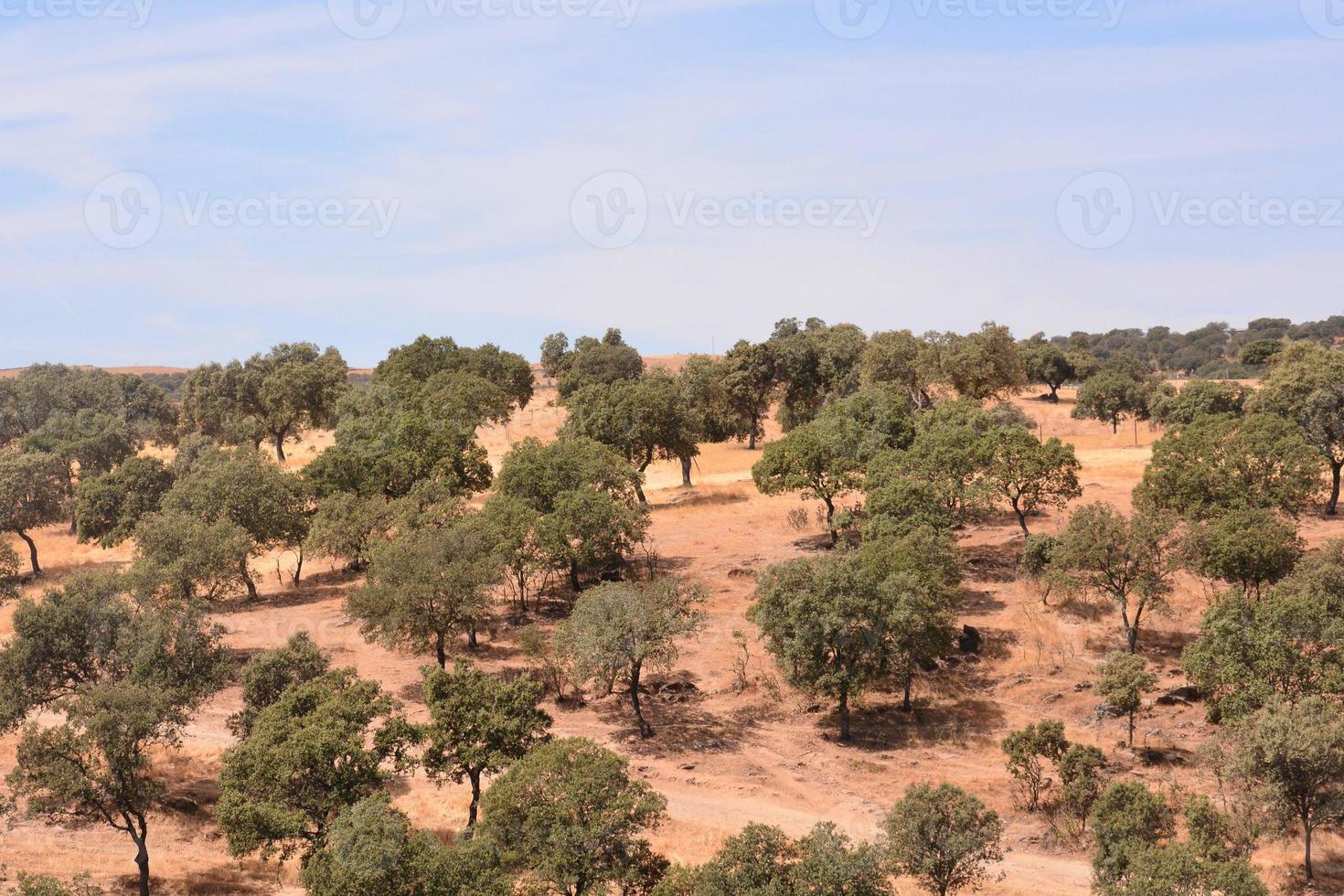 Desert landscape view photo