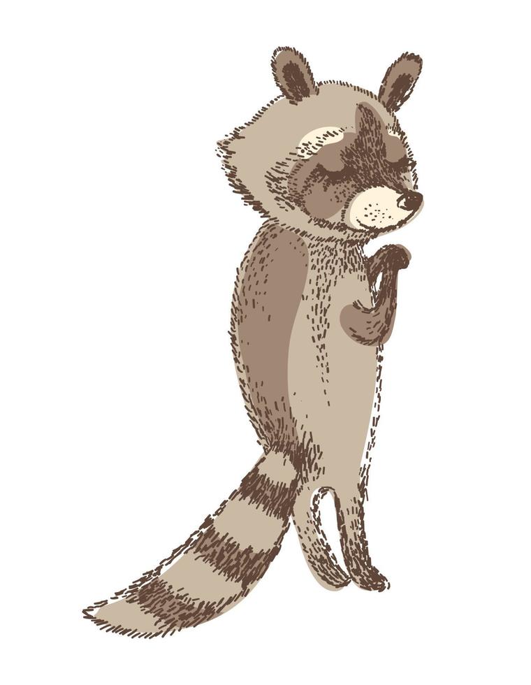 Vector illustration of cute raccoon. Isolated element for design.