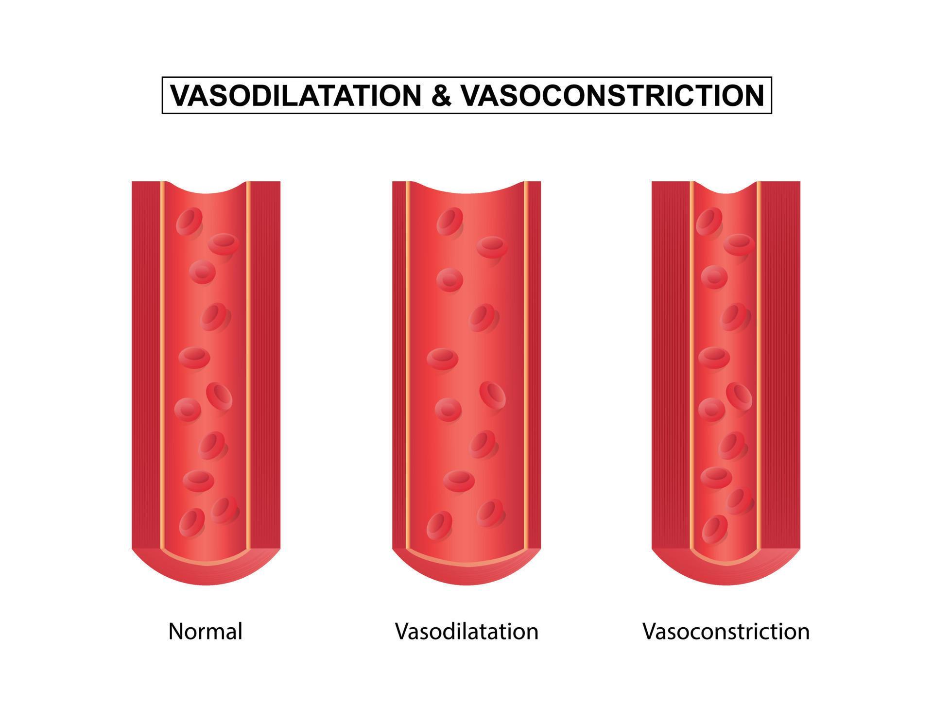 Normal, vasodilation and vasoconstriction blood vessel, vector illustration 14728107 Vector Art
