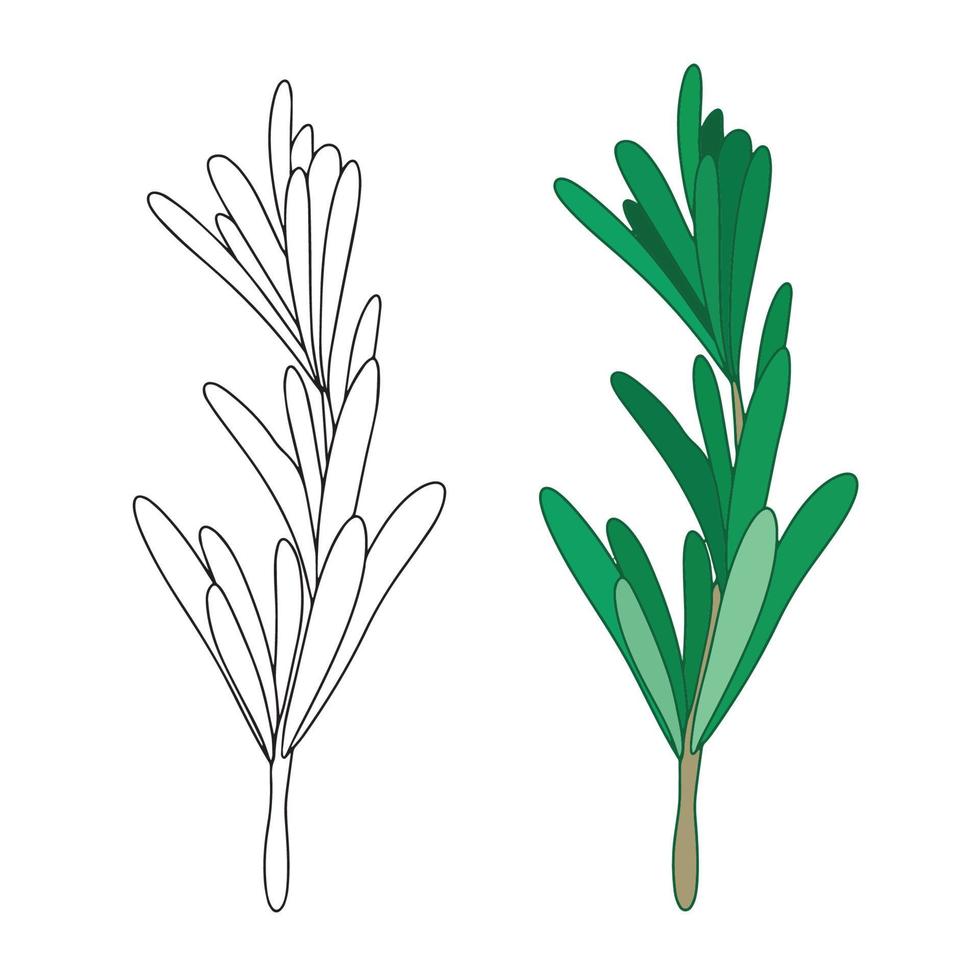 Green rosemary leaves spice. Medicinal plant. Fragrant plant for seasoning. Vector illustration isolated on white. rosemary herb for design element in culinary, package decoration, sticker, label