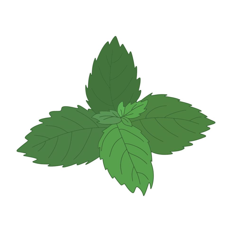 icono de vector de dibujos animados de hoja de menta. ilustración de vector de dibujos animados menta fresca. ilustración aislada del icono de hoja de menta sobre fondo blanco