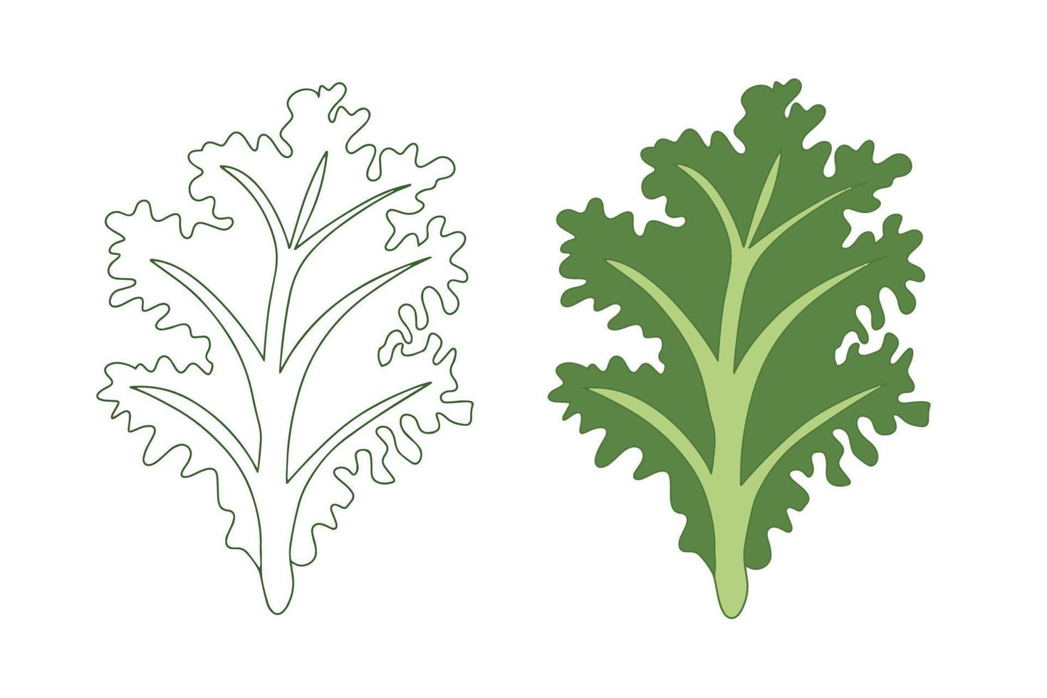 Kale is a dark green leafy vegetable. Vector illustration of collard greens in linear and flat style