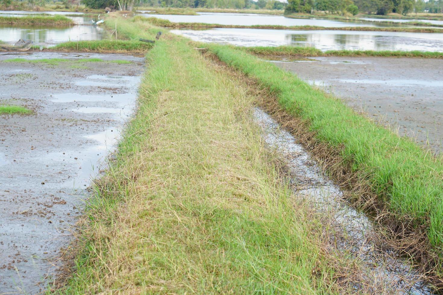 Pathway on a field with green grass photo