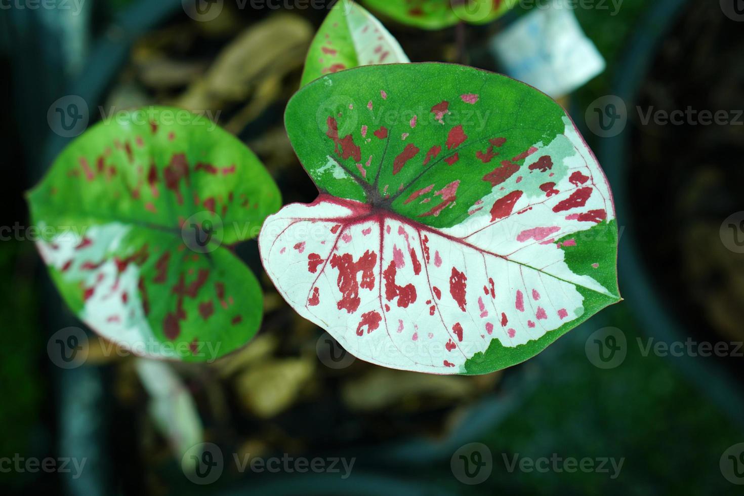 Beautiful Caladium bicolor colorful leaf in the garden. photo