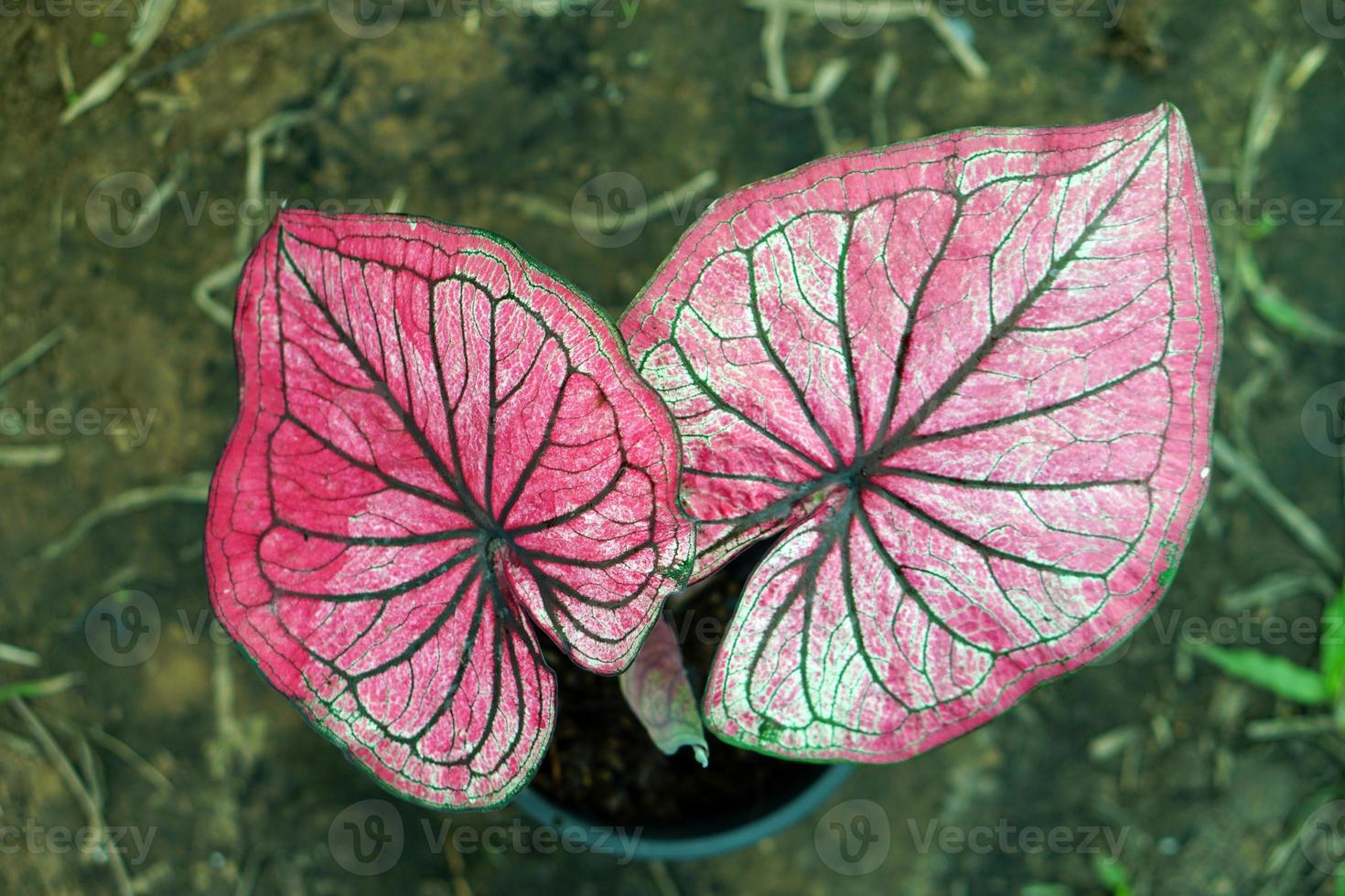 Beautiful Caladium bicolor colorful leaf in the garden. photo