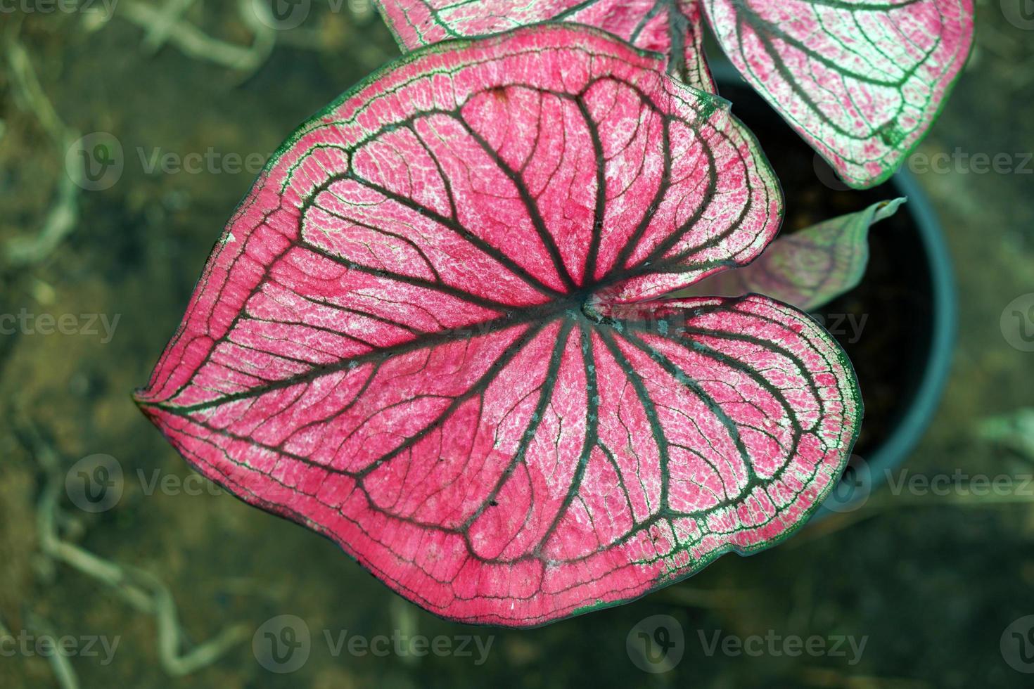 Beautiful Caladium bicolor colorful leaf in the garden. photo