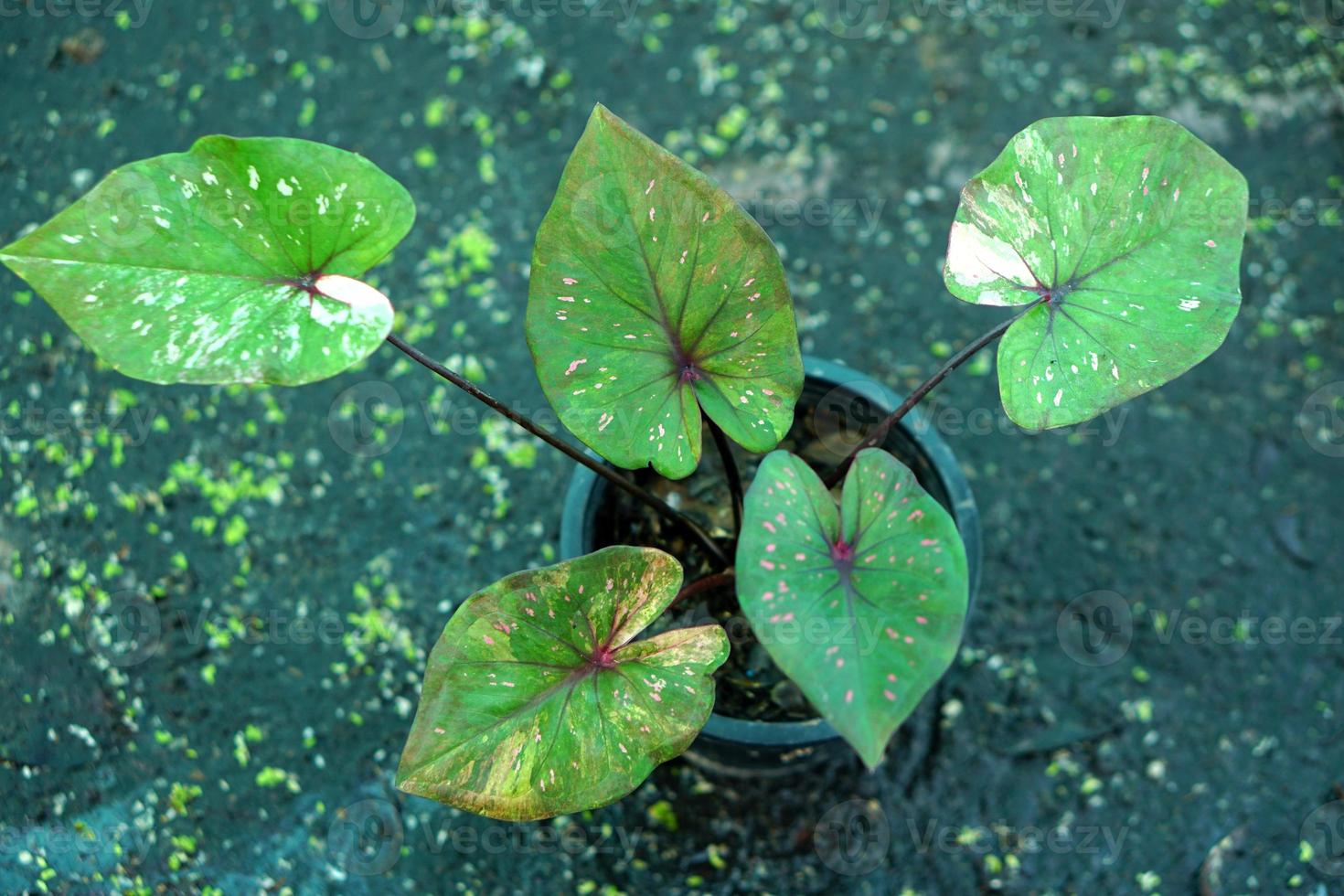 Beautiful Caladium bicolor colorful leaf in the garden. photo
