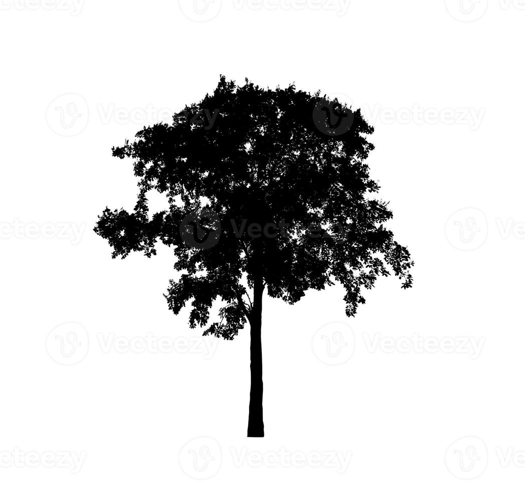 silueta de árbol para pincel sobre fondo blanco foto