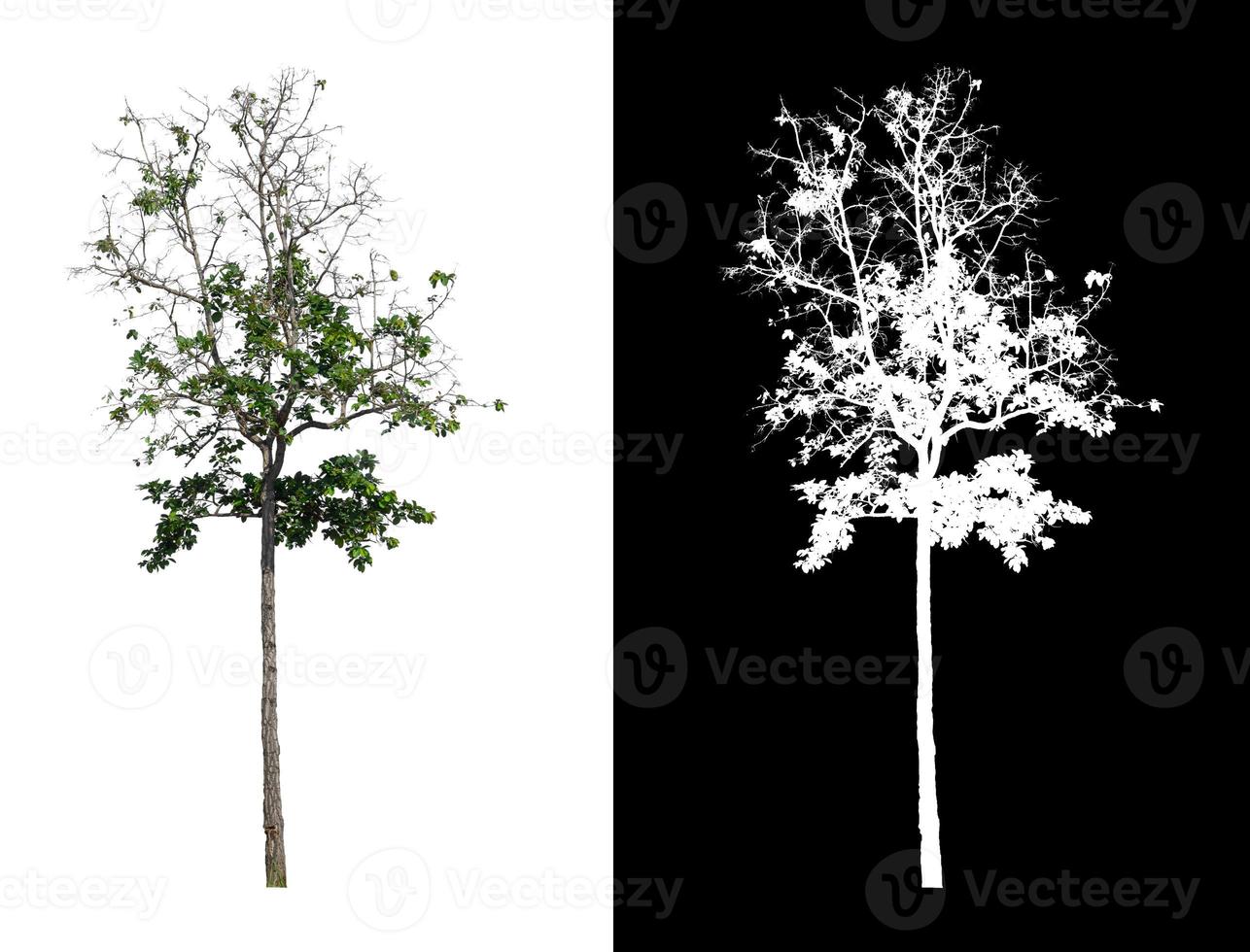 single tree with clipping path and alpha channel on black background photo