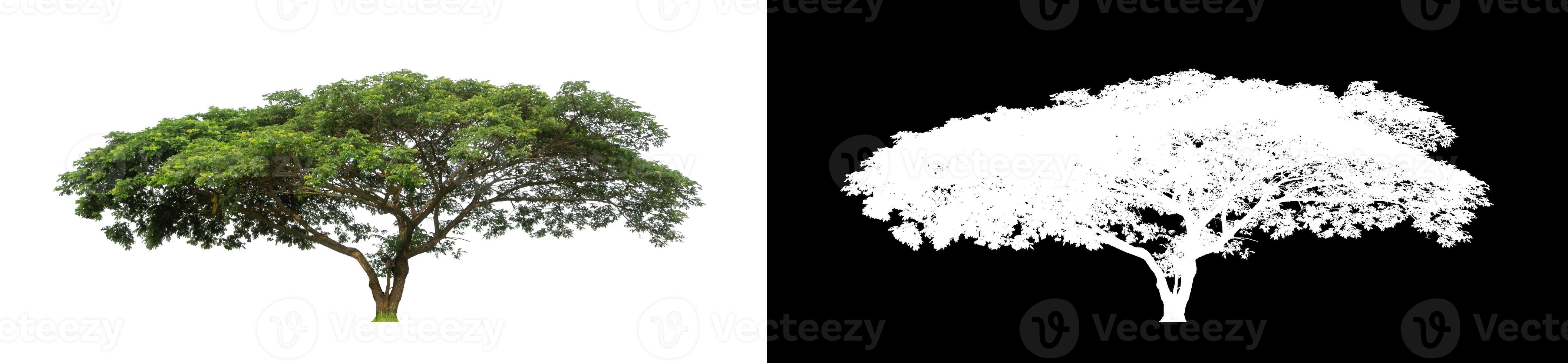 single tree with clipping path and alpha channel on black background photo