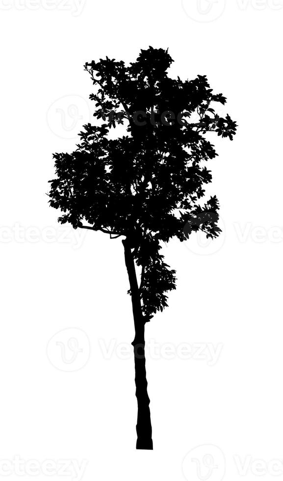 Tree silhouette for brush on white background photo