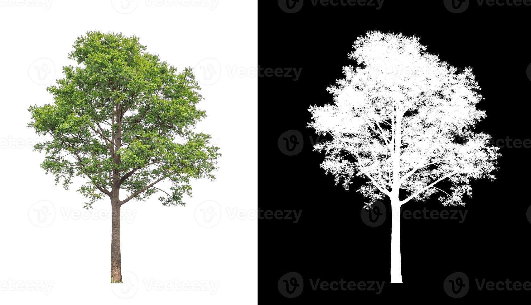 tree isolated on white background with clipping path and alpha channel photo