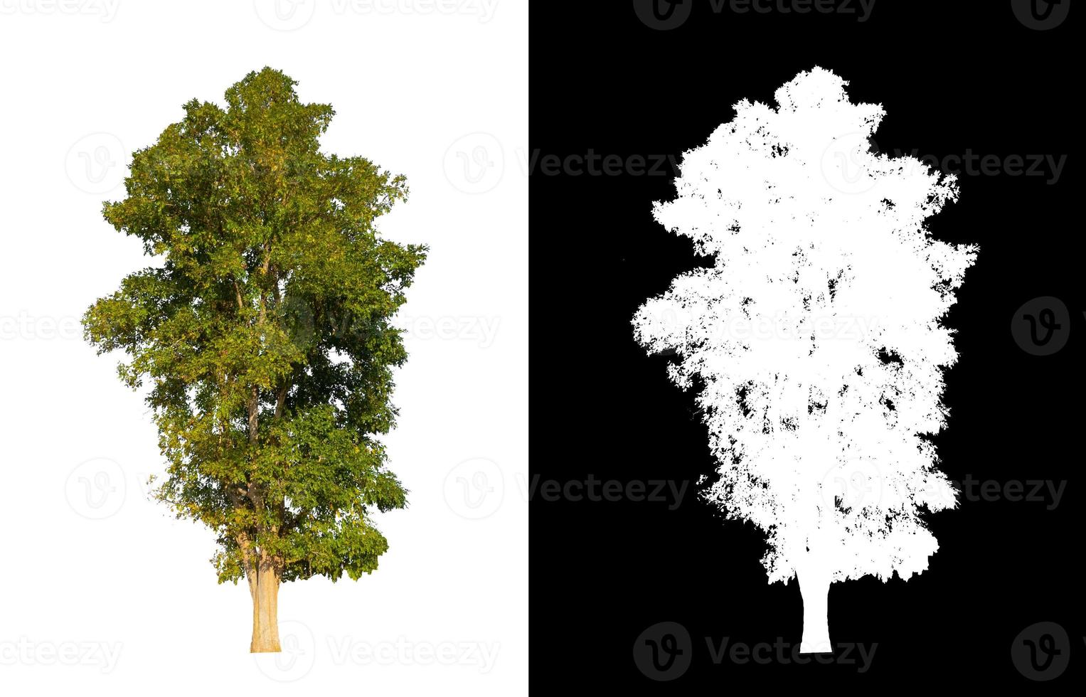 single tree with clipping path and alpha channel on black background photo