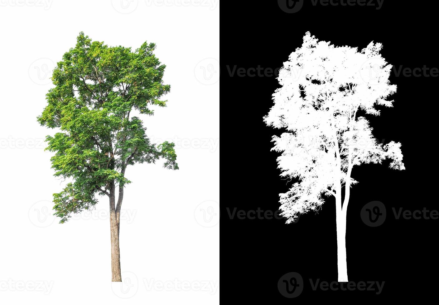 tree isolated on white background with clipping path and alpha channel photo