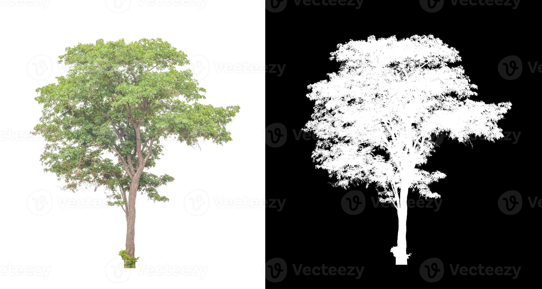 tree isolated on white background with clipping path and alpha channel photo