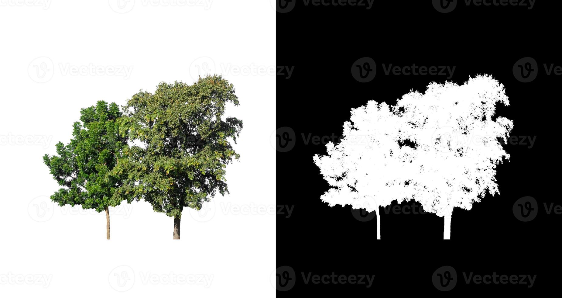 tree isolated on white background with clipping path and alpha channel photo