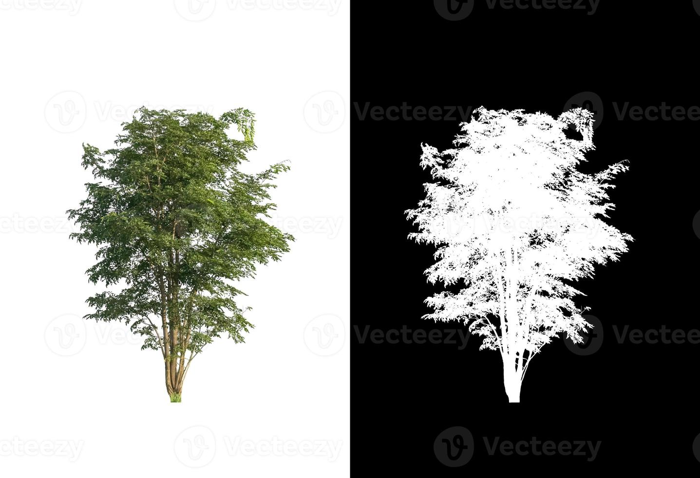 tree isolated on white background with clipping path and alpha channel photo