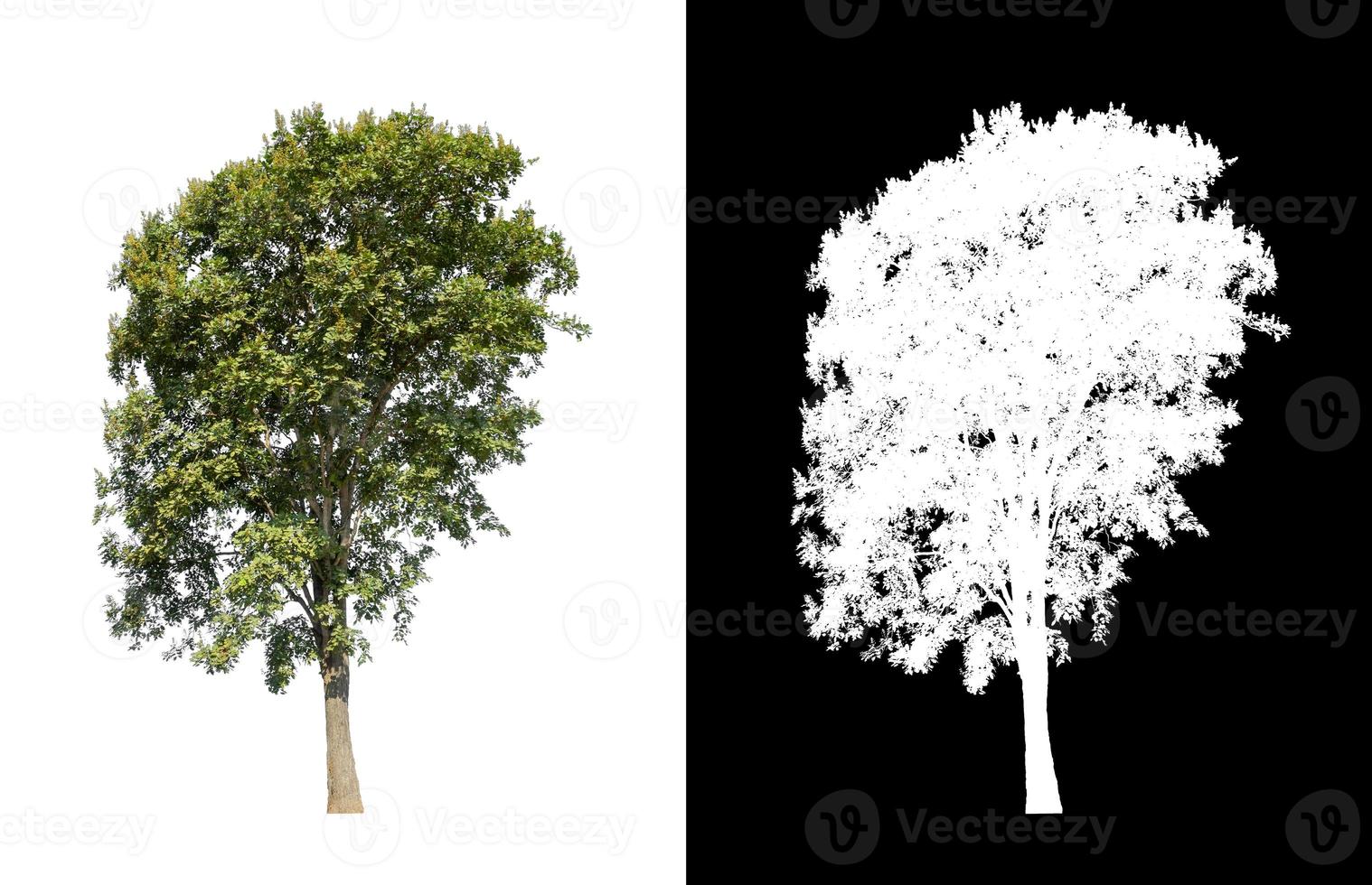 tree isolated on white background with clipping path and alpha channel photo