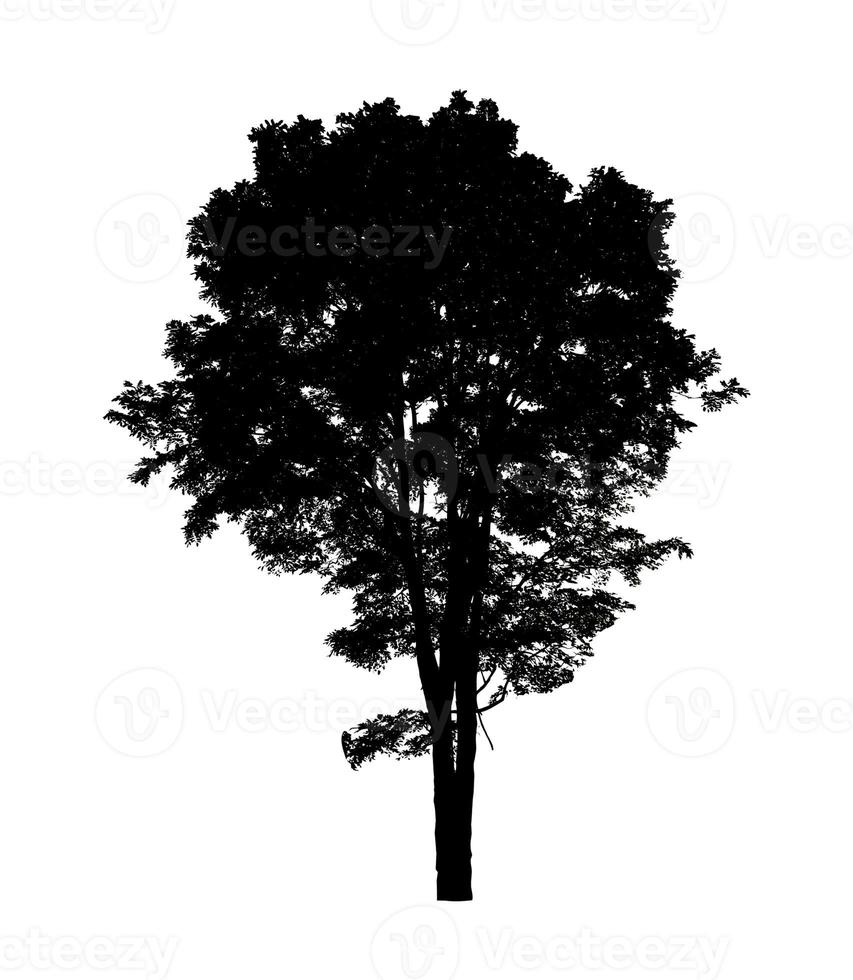 Tree silhouette for brush on white background photo