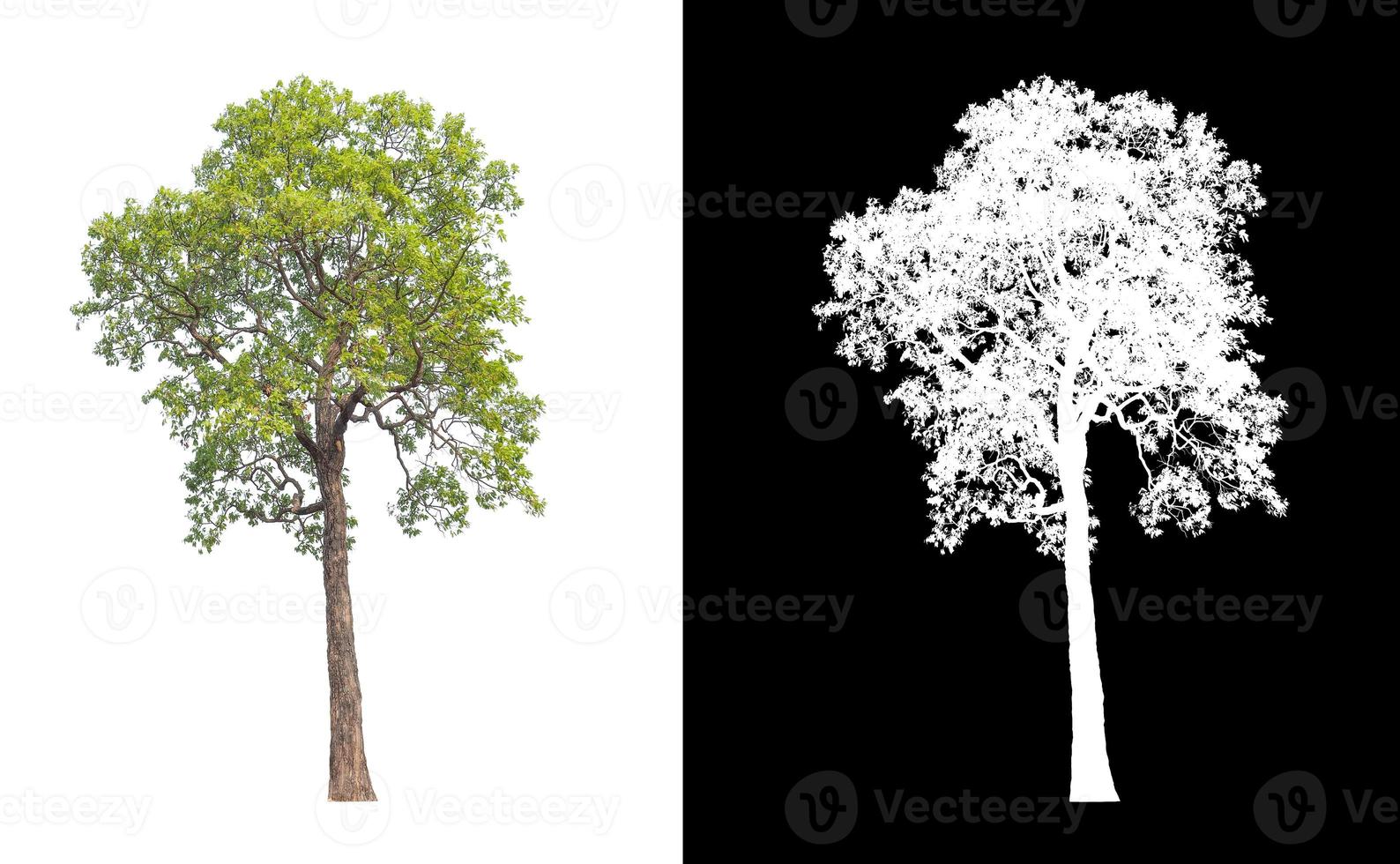 tree isolated on white background with clipping path and alpha channel photo