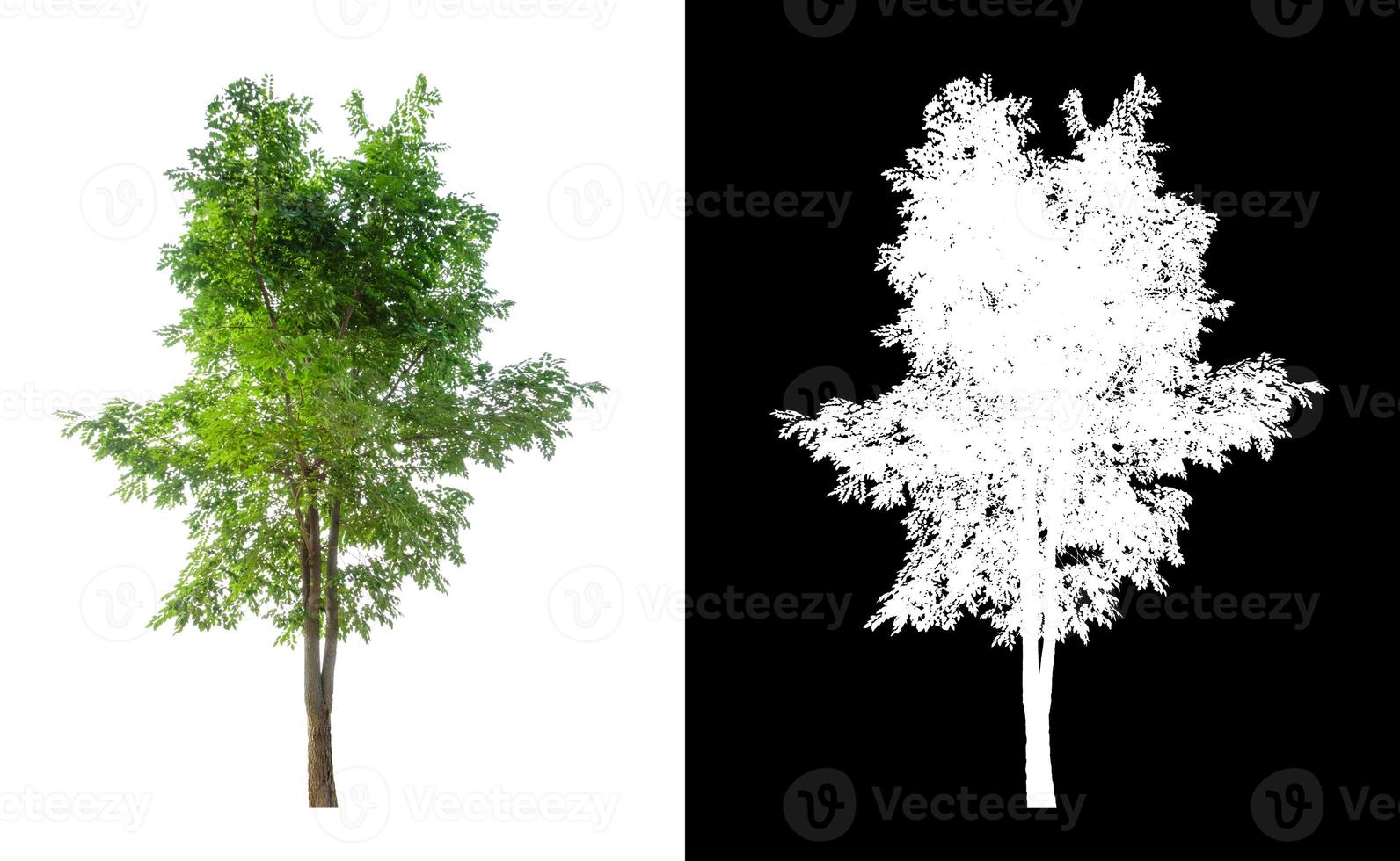 tree that are isolated on white background are suitable for both printing photo
