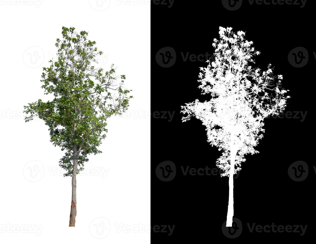 single tree with clipping path and alpha channel on black background photo