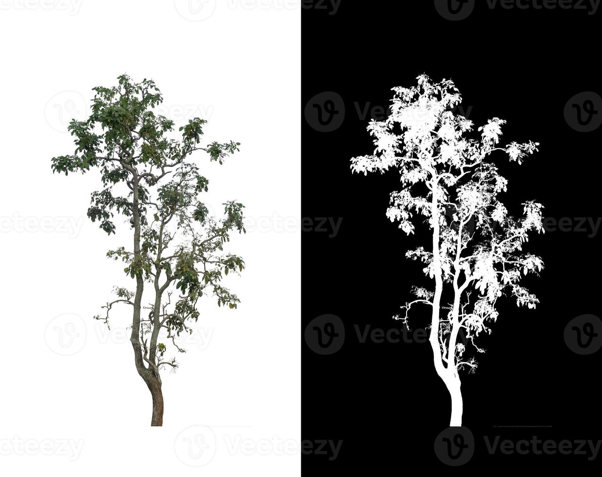 single tree with clipping path and alpha channel on black background photo