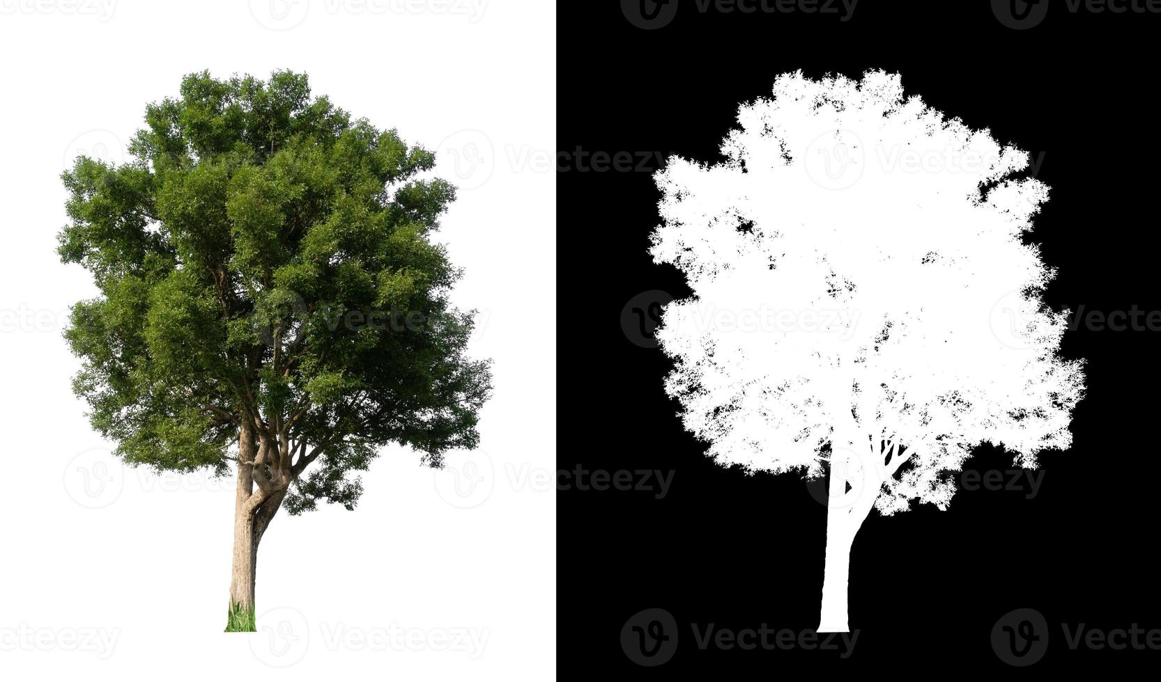 single tree with clipping path and alpha channel on black background photo