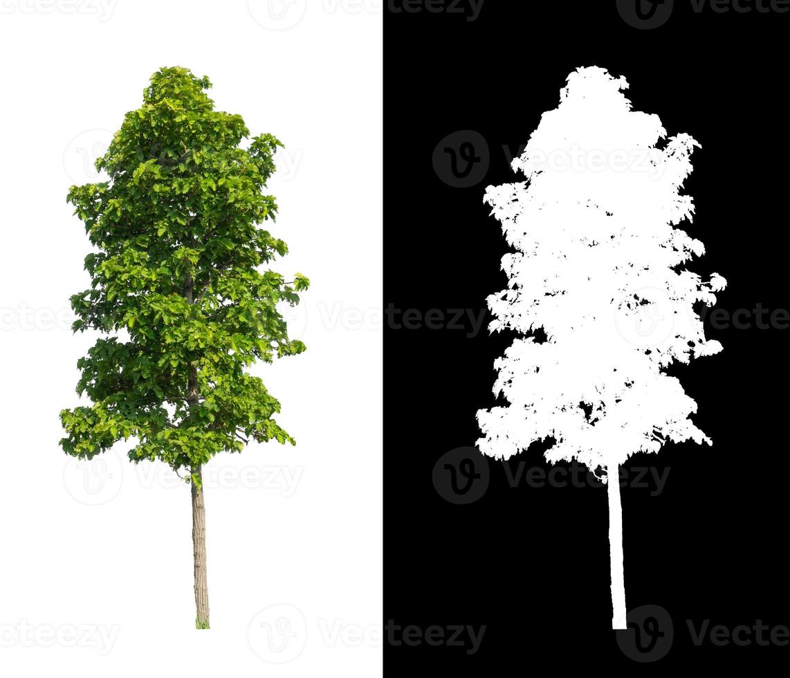 tree isolated on white background with clipping path and alpha channel photo