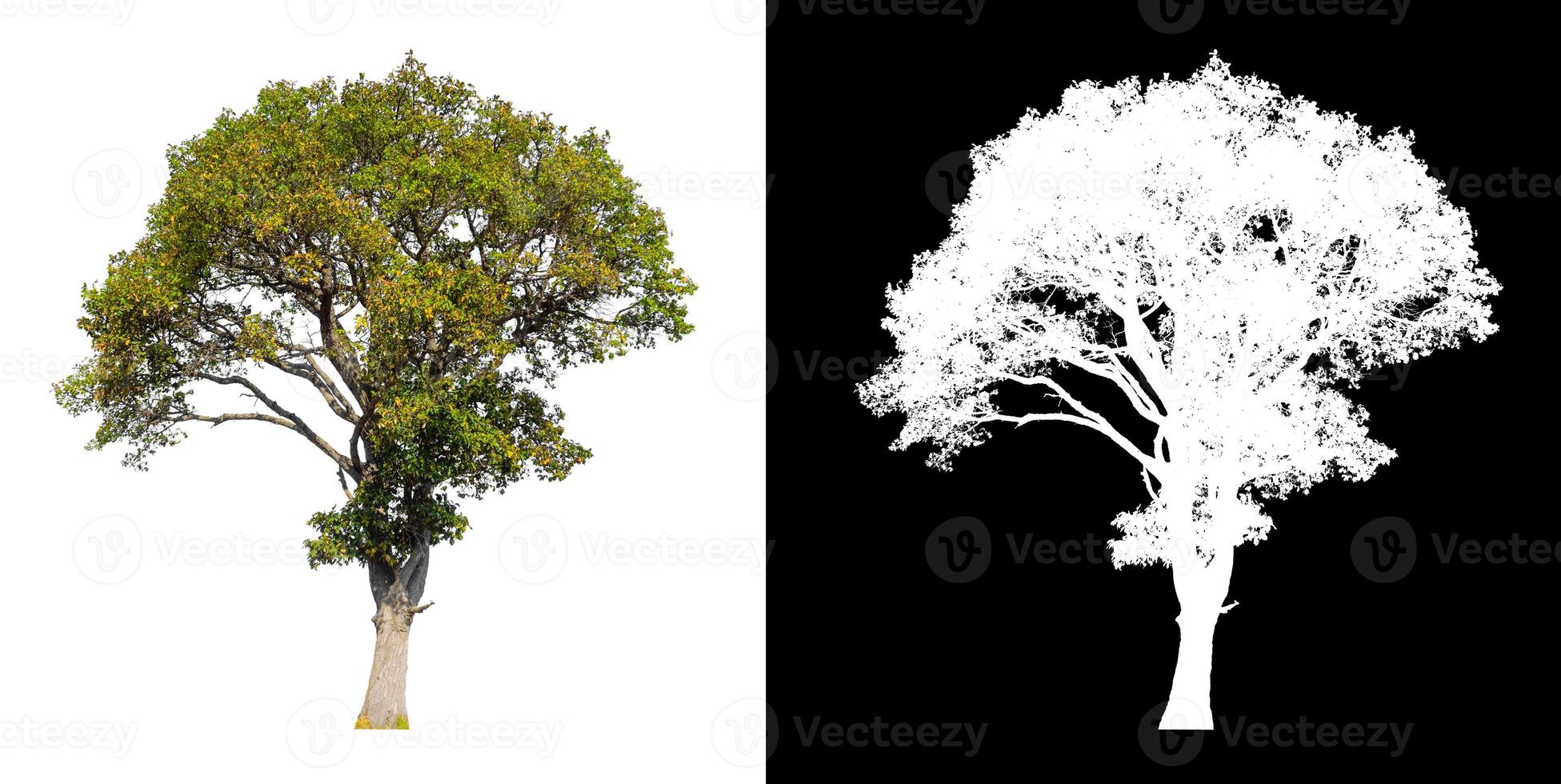 tree isolated on white background with clipping path and alpha channel photo