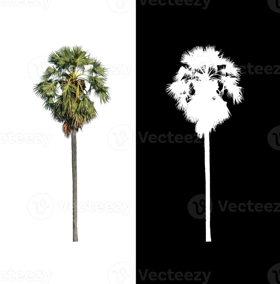 Sugar palm isolated on white background with clipping path and alpha channel photo