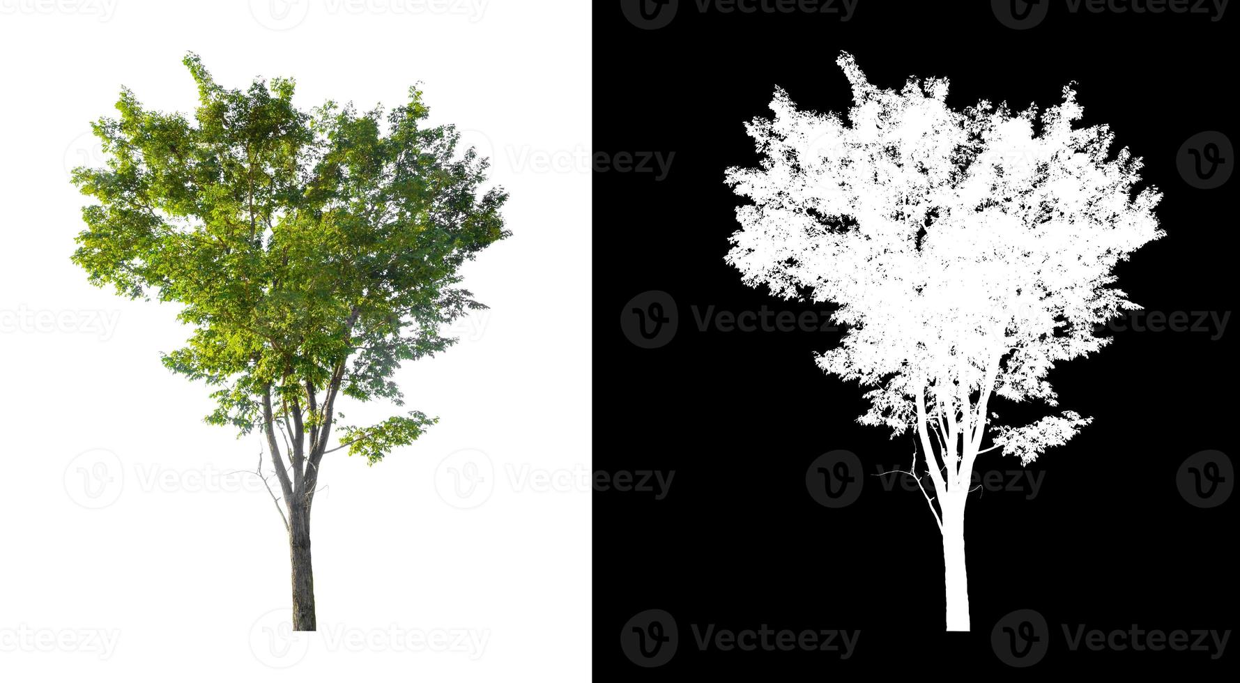 tree isolated on white background with clipping path and alpha channel photo