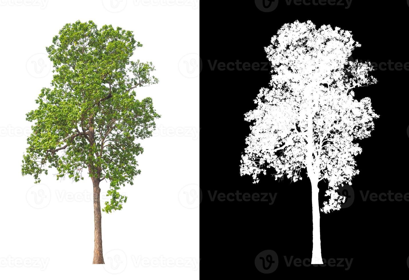 árbol aislado sobre fondo blanco con trazado de recorte y canal alfa foto