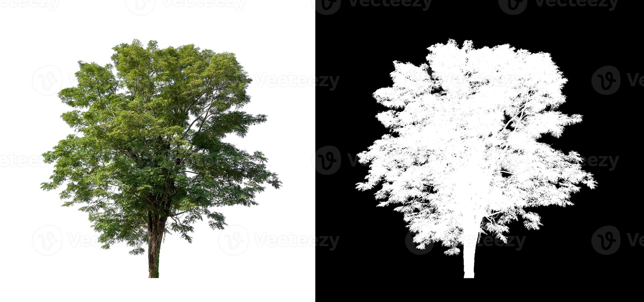 tree isolated on white background with clipping path and alpha channel photo