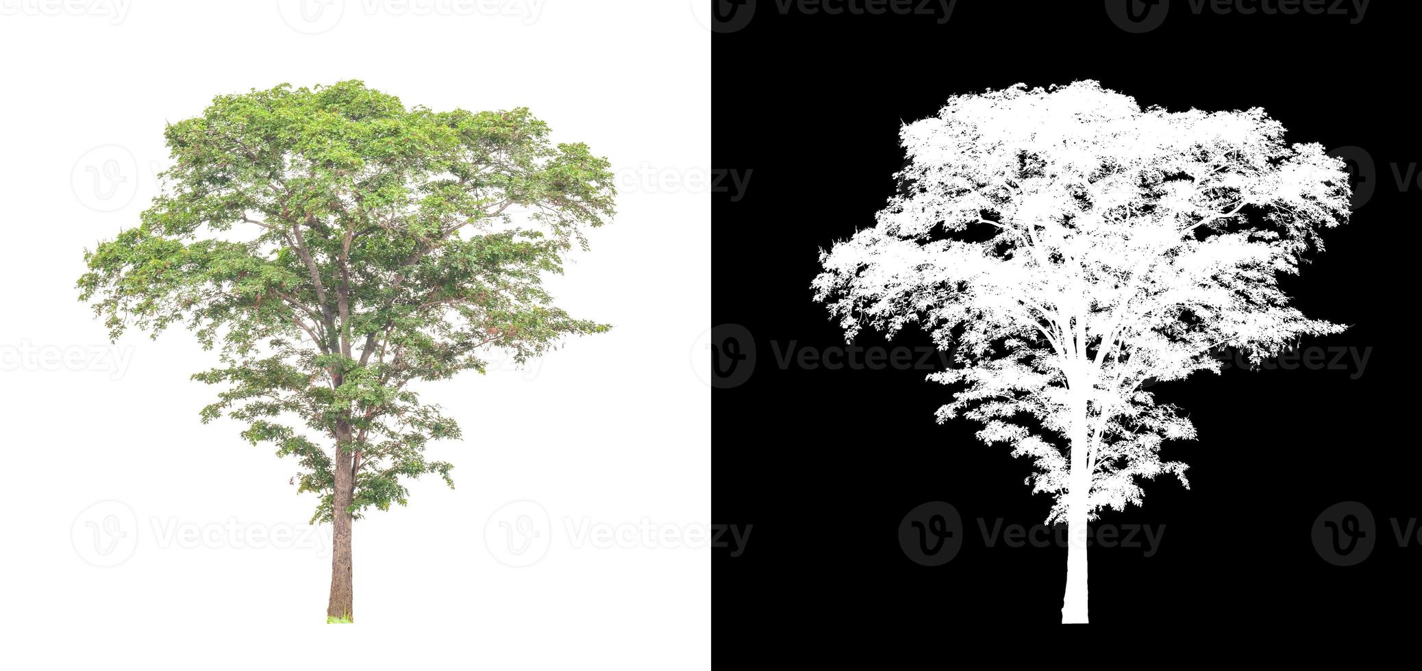 tree isolated on white background with clipping path and alpha channel photo