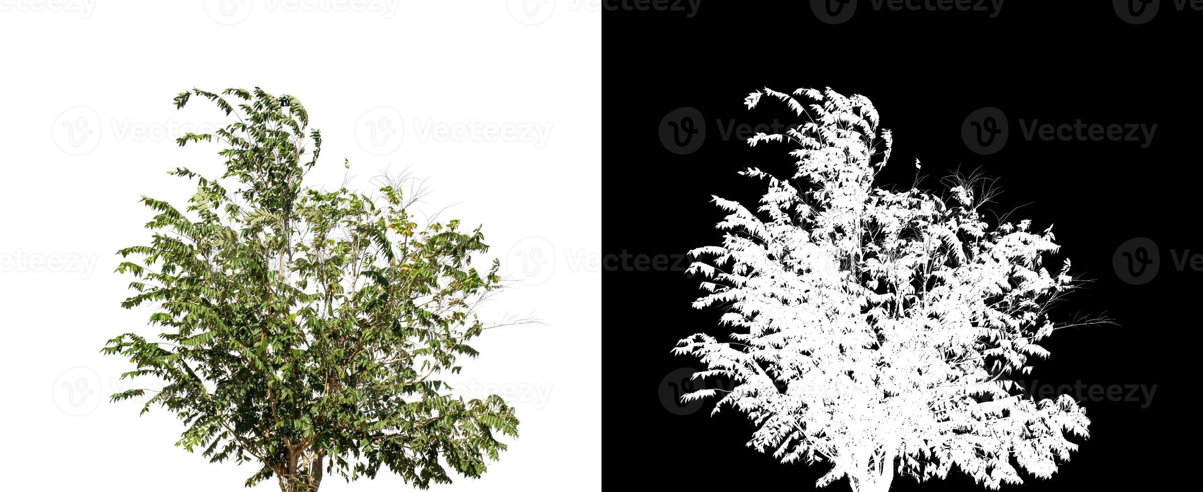 Bush isolated on white background with clipping path and alpha channel photo