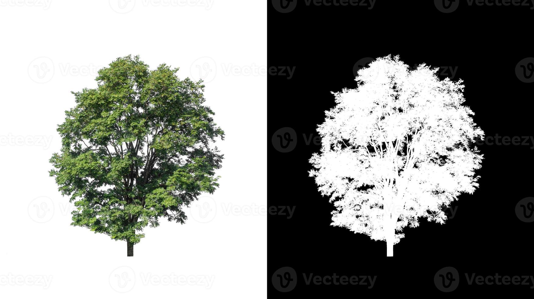 tree isolated on white background with clipping path and alpha channel photo