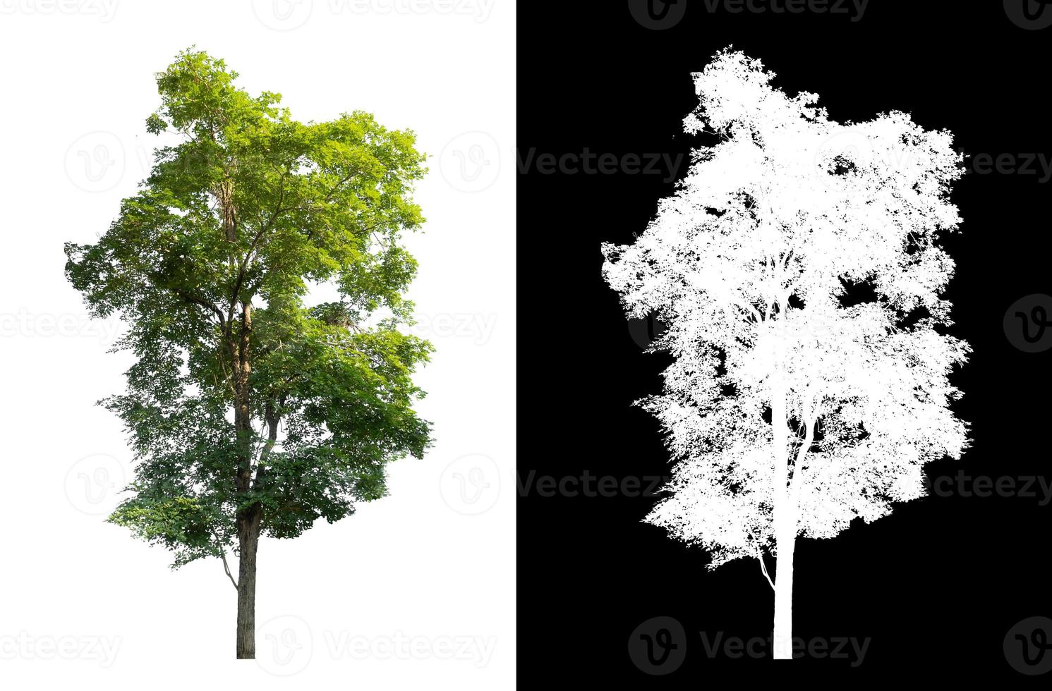 tree isolated on white background with clipping path and alpha channel photo