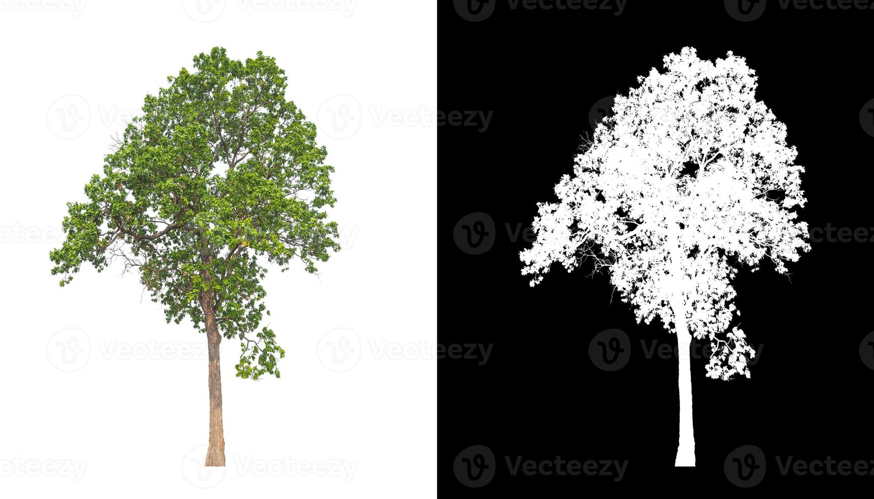 tree isolated on white background with clipping path and alpha channel photo