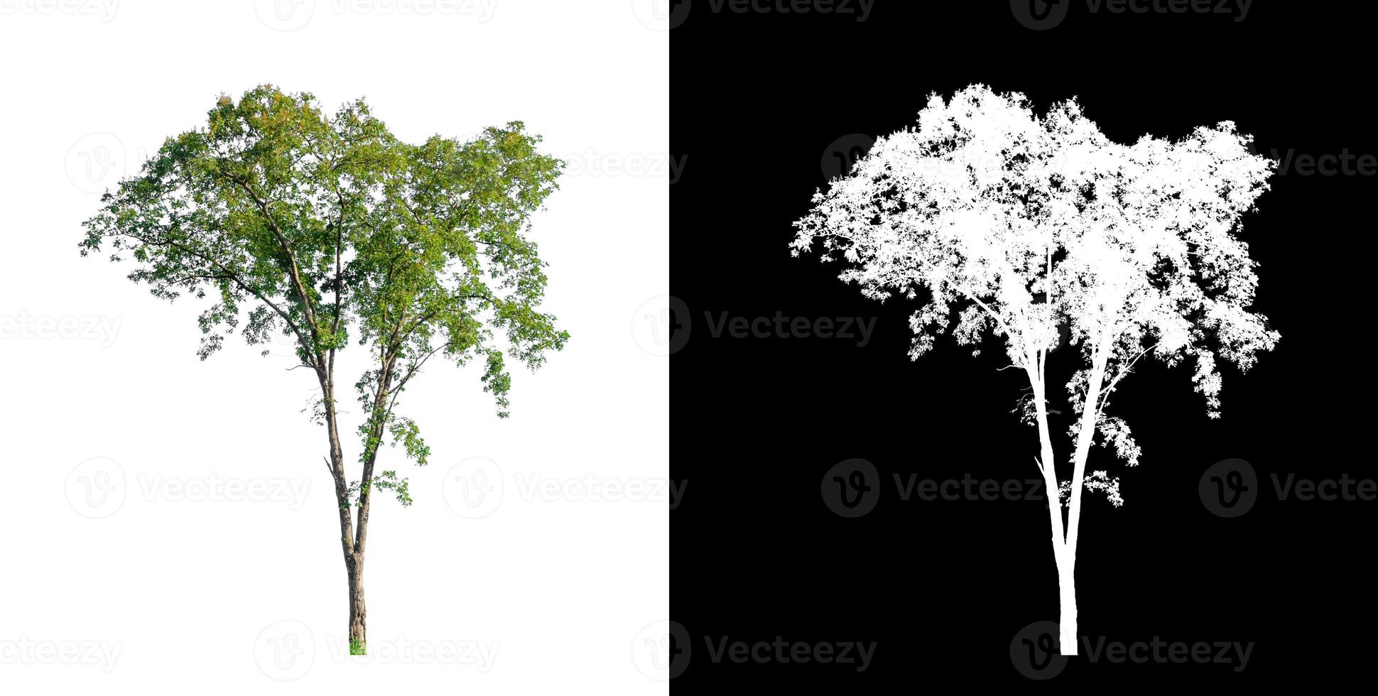 single tree with clipping path and alpha channel on black background photo