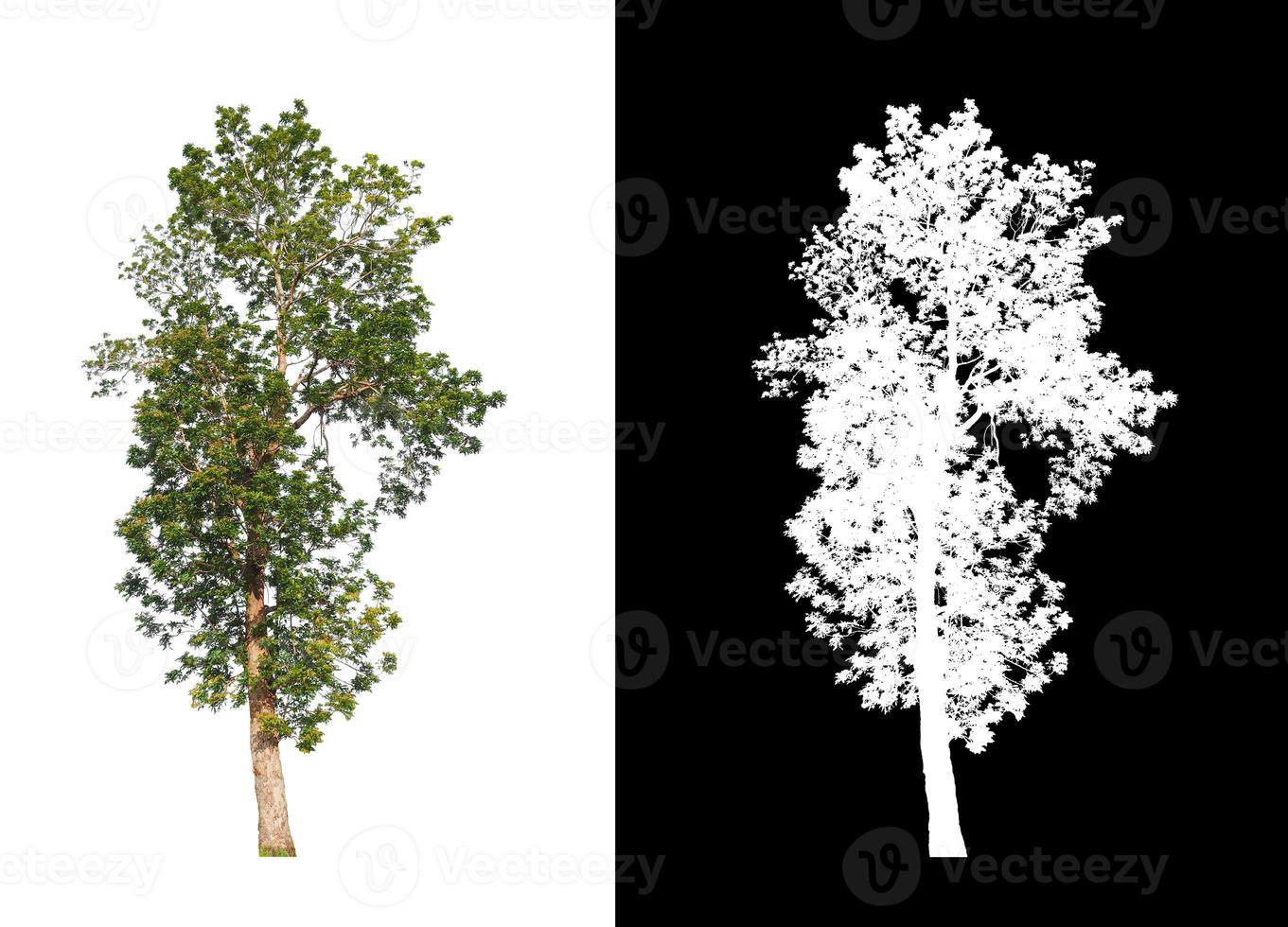 tree isolated on white background with clipping path and alpha channel photo